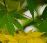 javor-detail.png